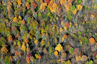 Fall Color