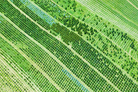 Tree Farm